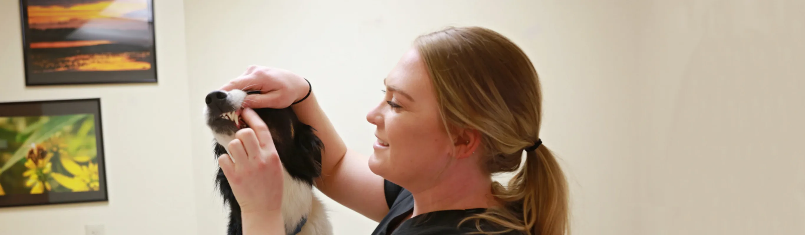 Staff examine dogs teeth at Ferry Farm Animal Clinic